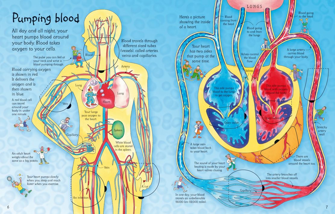 Usborne - See Inside Your Body HB
