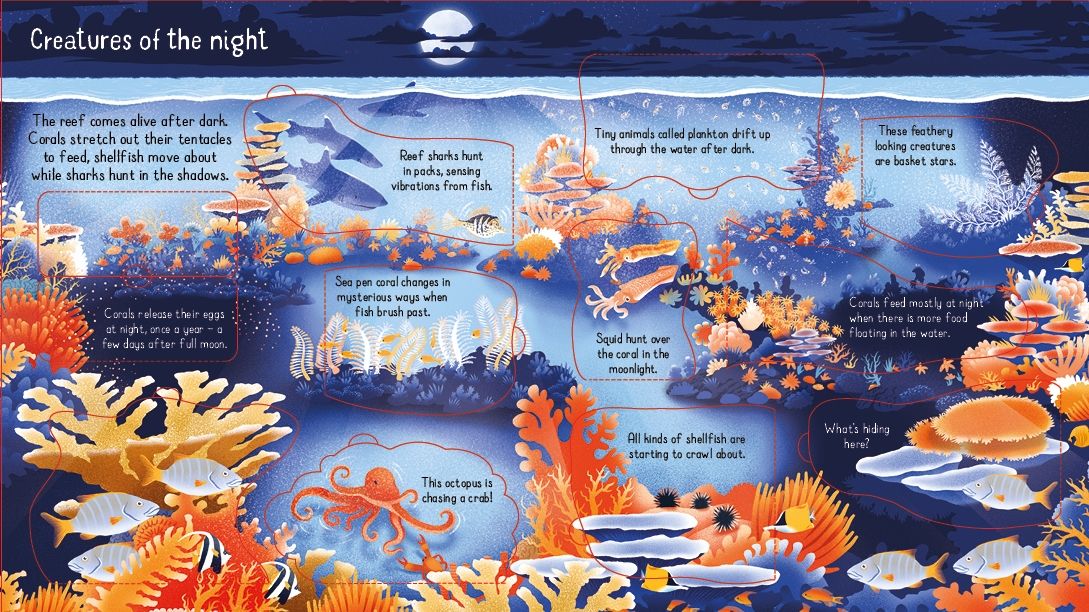 Usborne - Look Inside A Coral Reef